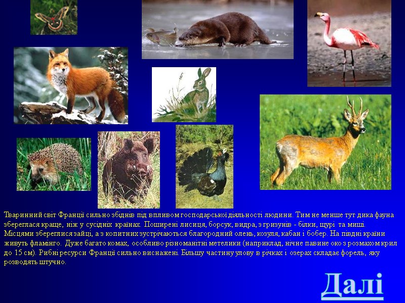 Тваринний світ Франції сильно збіднів під впливом господарської діяльності людини. Тим не менше тут